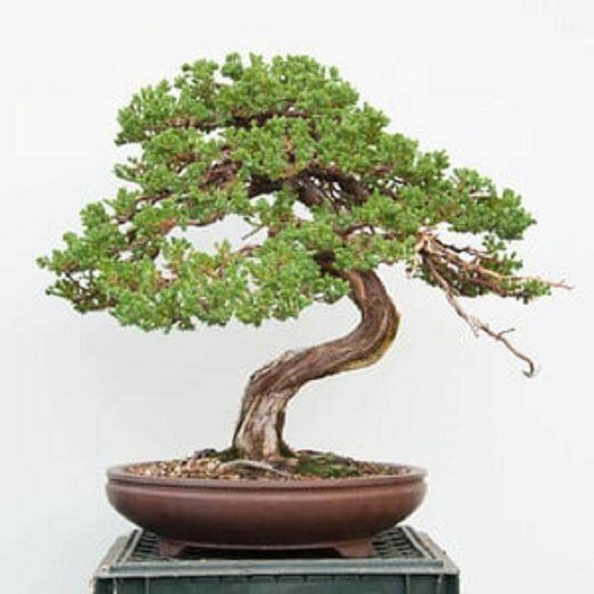 我在湾岛盆景研讨会上演示杜松盘扎