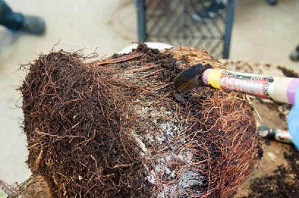 如何修剪盆景的根球