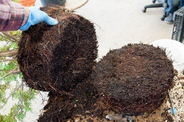 如何修剪盆景的根球