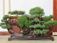 更多Midori的第52届年度展上的盆景