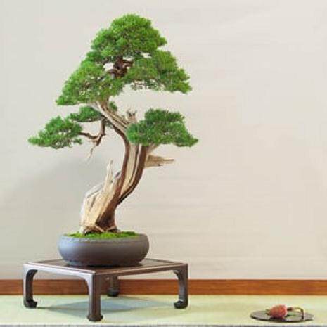 绿色盆景俱乐部52年度展会