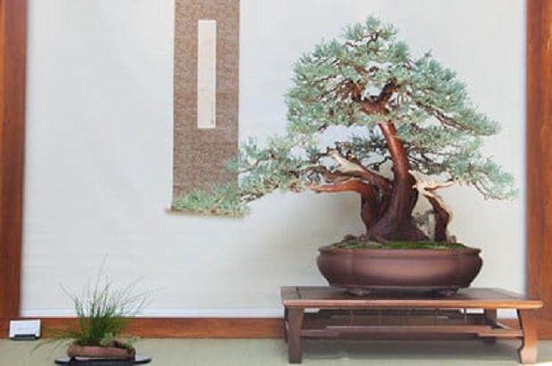 绿色盆景俱乐部52年度展会