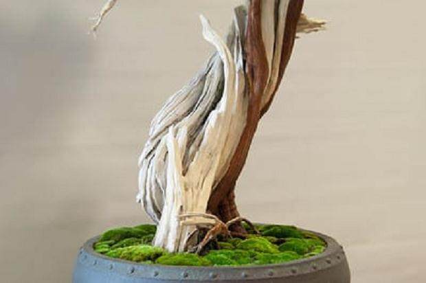 绿色盆景俱乐部52年度展会