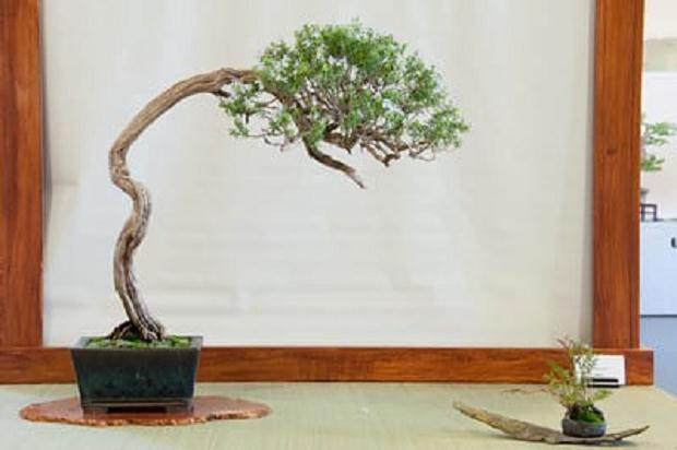 绿色盆景俱乐部52年度展会