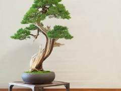 绿色盆景俱乐部52年度展会