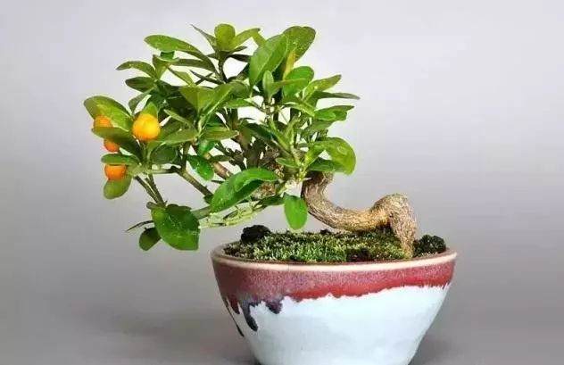 养护金豆盆景的8个注意事项