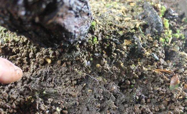 图解 解决盆景土板结的小妙招