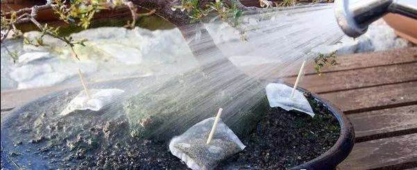 图解 解决盆景土板结的小妙招