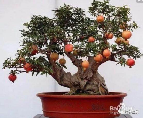 如何让石榴树盆景主干变粗 图片