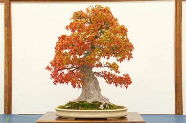 佛教堂举行了第42届年度展览