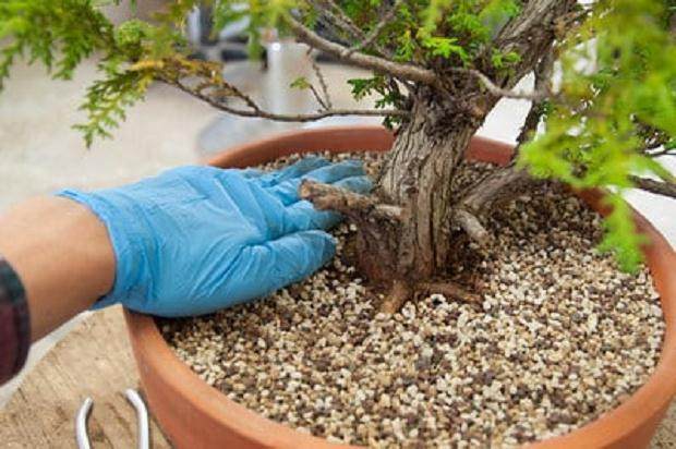 如何将盆景土壤夯实到位 图片