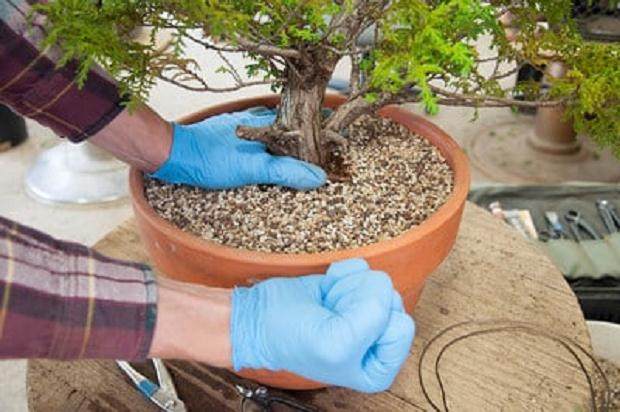 如何将盆景土壤夯实到位 图片