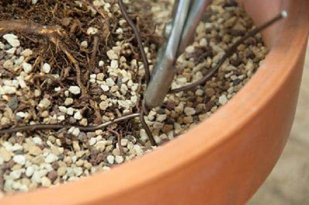 图解 如何用线将盆景连接到盆子中