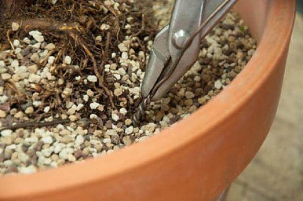 图解 如何用线将盆景连接到盆子中