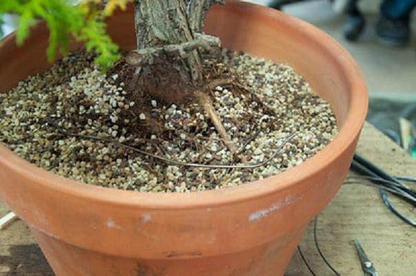 图解 如何用线将盆景连接到盆子中