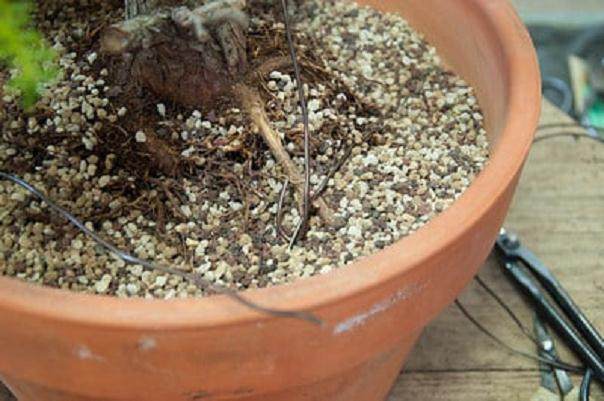 图解 如何用线将盆景连接到盆子中