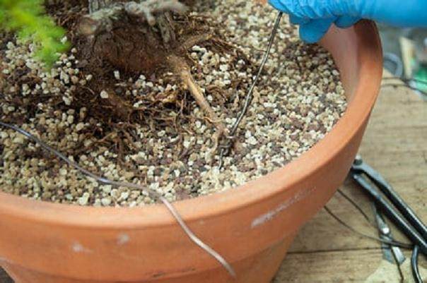 图解 如何用线将盆景连接到盆子中