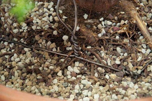 图解 如何用线将盆景连接到盆子中