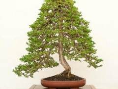 大和盆景启第42届年度展展上的古老毛茛