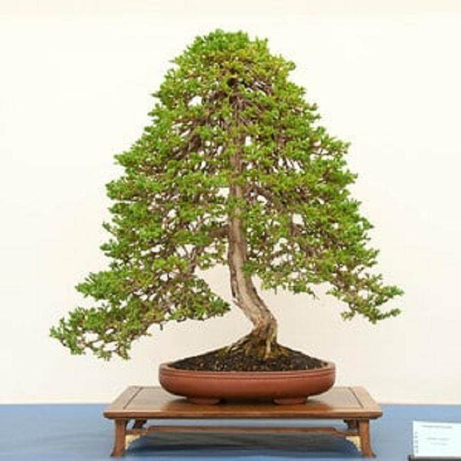 在大和第42届盆景年度展中的杜松盆景