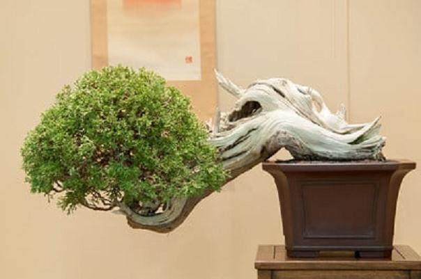 请欣赏约翰尼的杜松盆景 图片