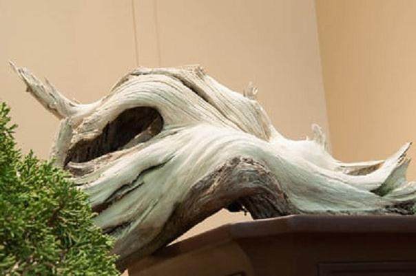 请欣赏约翰尼的杜松盆景 图片