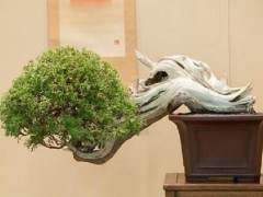 请欣赏约翰尼的杜松盆景 图片