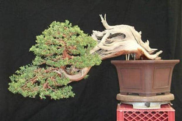 请欣赏约翰尼的杜松盆景 图片