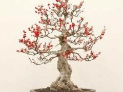 来自大和盆景启第42届年度展览的更多内容