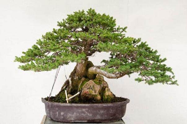 如何固定附石盆景的根部？