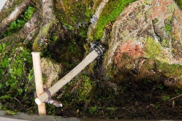 如何固定附石盆景的根部？