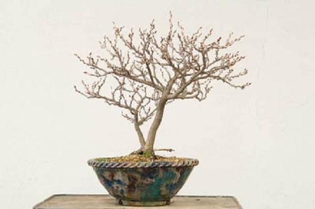 如何给矮生紫藤盆景用盆 图片