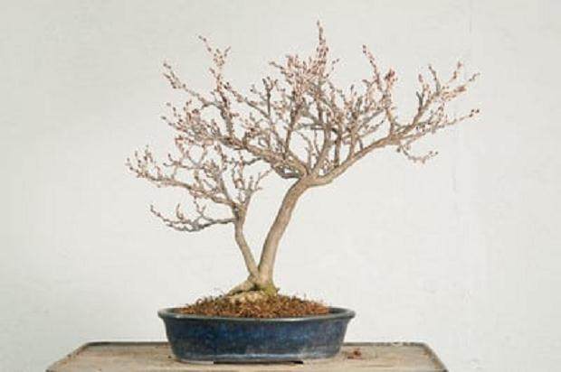 如何给矮生紫藤盆景用盆 图片