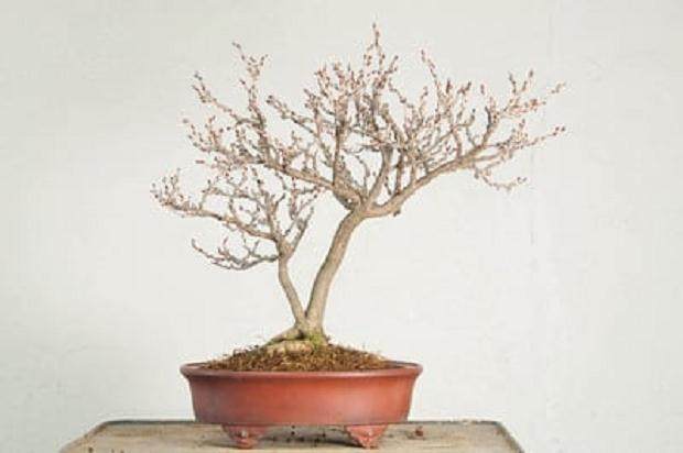 如何给矮生紫藤盆景用盆 图片