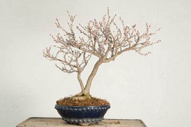 如何给矮生紫藤盆景用盆 图片