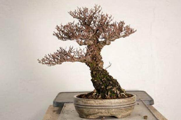 如何给榆树盆景用盆