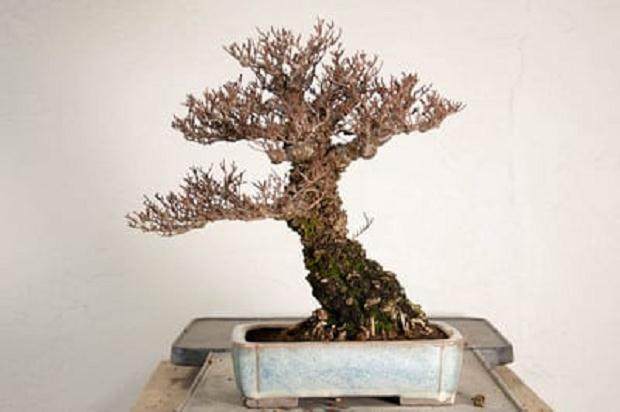 如何给榆树盆景用盆 图片