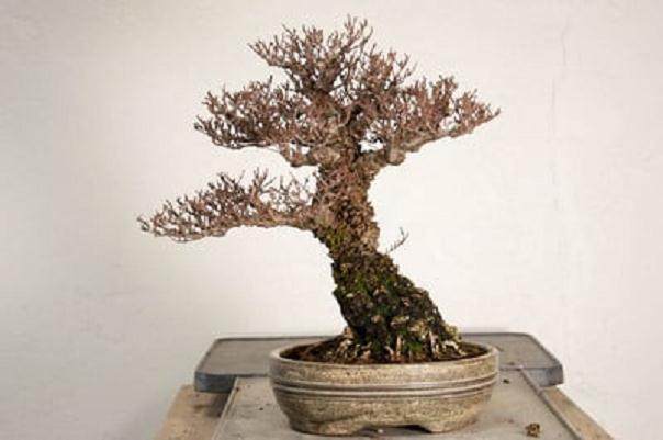 湾岛盆景第15届年度展览 -- 盆景用盆