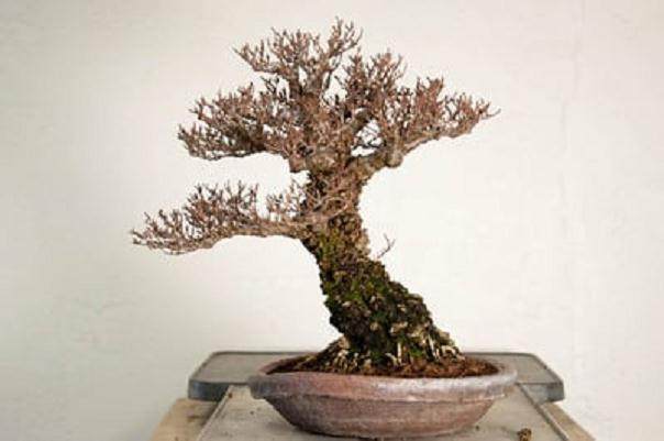 湾岛盆景第15届年度展览 -- 盆景用盆