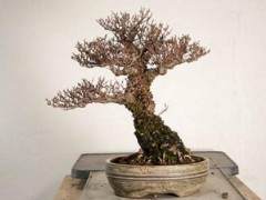 湾岛盆景第十五届年度展览  盆景用盆