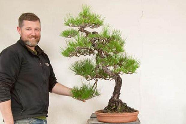 图解 如何修剪松树盆景的根部