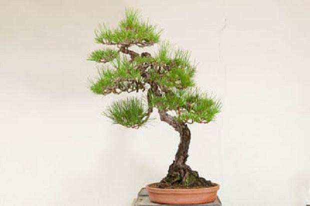 图解 如何修剪松树盆景的根部