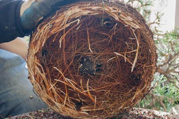 图解 如何修剪松树盆景的根部