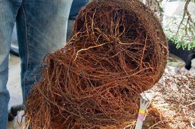 如何修剪松树盆景的根部