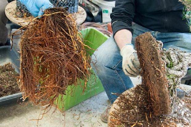 如何修剪松树盆景的根部