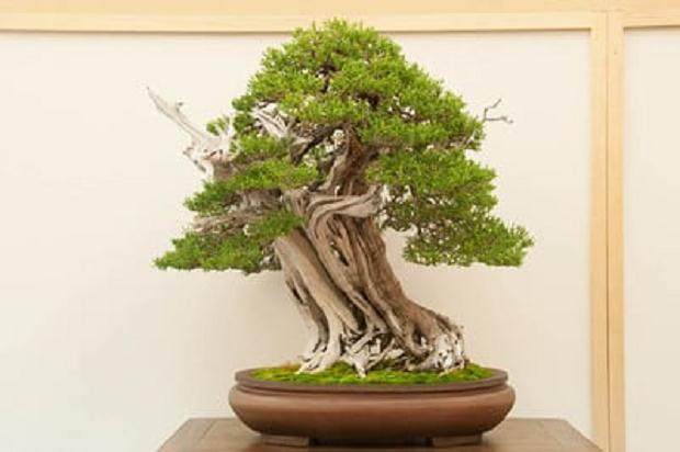 湾岛盆景的第十五届年度展览