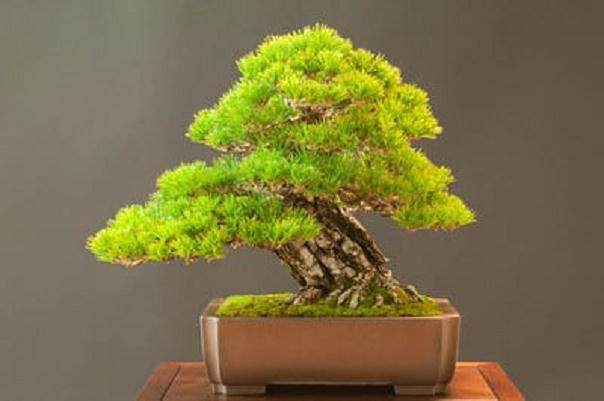 湾岛盆景的第十五届年度展览