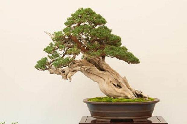 湾岛盆景的第十五届年度展览