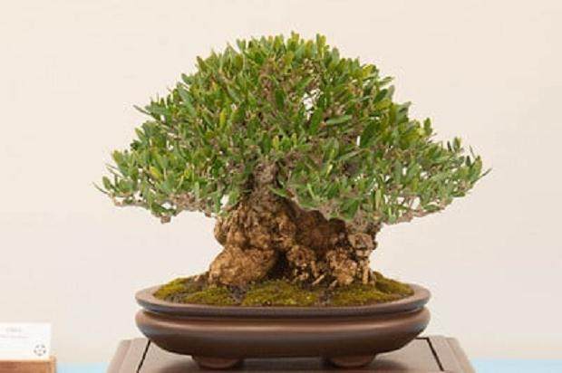 湾岛盆景的第十五届年度展览