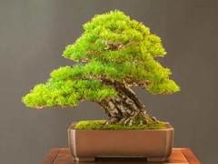 湾岛盆景的第十五届年度展览